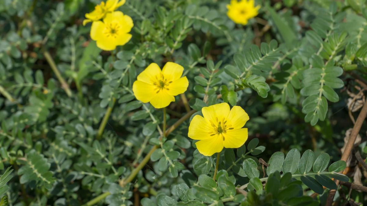 Abrojo planta: este ejemplar podría tener propiedades afrodisíacas