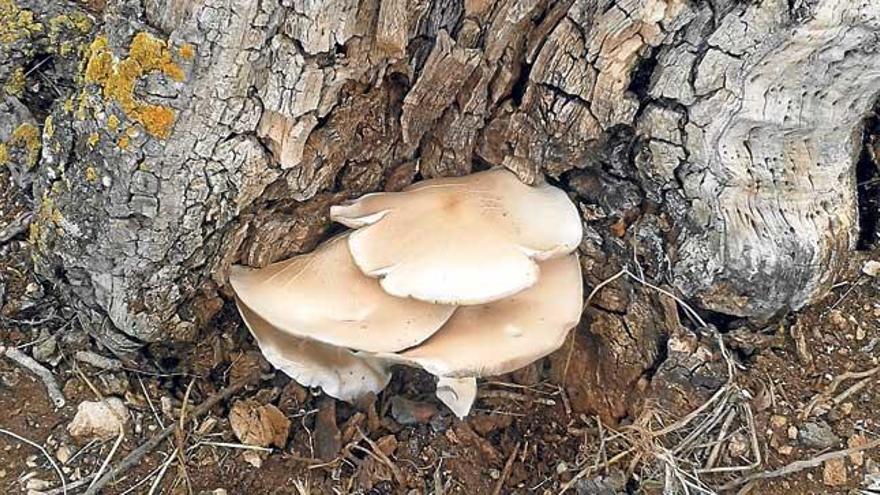 Hermosas ´gírgoles de figuera´  halladas en Santa Margalida.