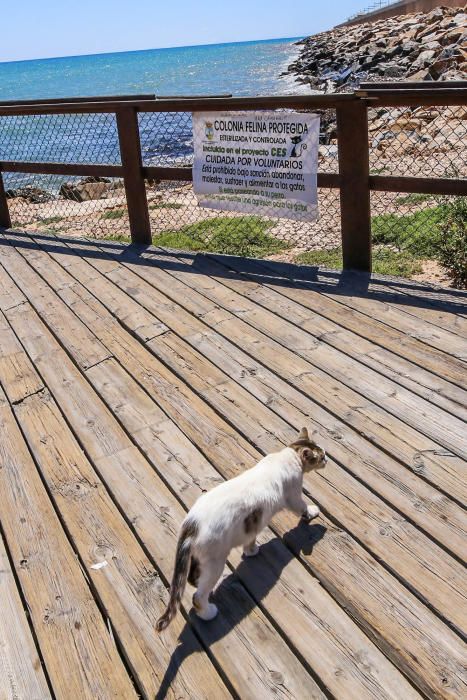 Gatos en Torrevieja