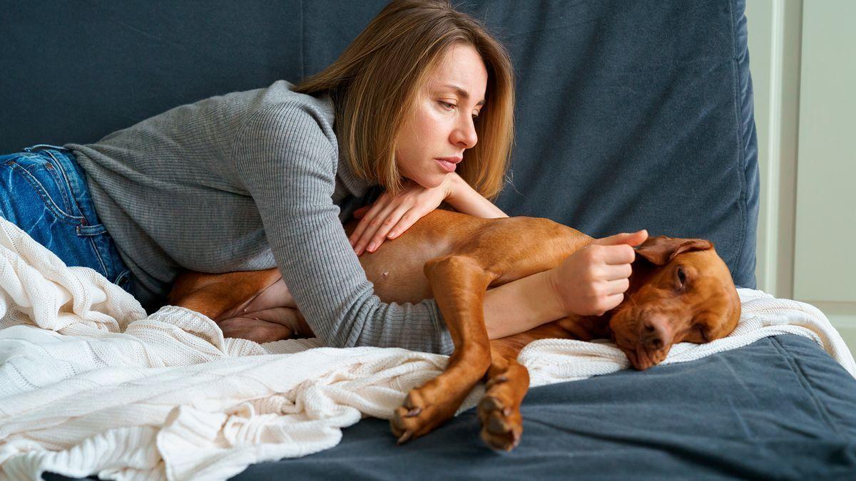 La enfermedad del &quot;gusano del corazón&quot; que afecta a los perros en España: síntomas y peligro