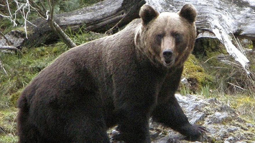 Intentan vender por Wallapop una piel de oso pardo por 5.000 euros