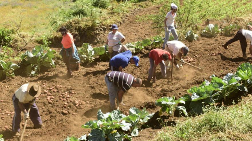 Trabajadores plantando papas en un cultivo de medianías en el Archipiélago.