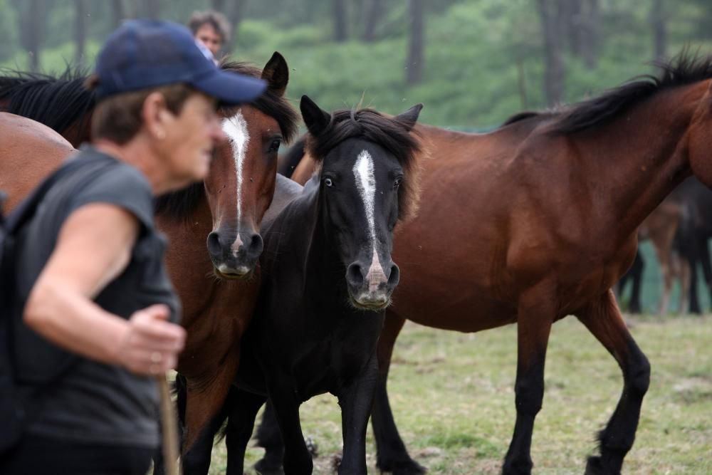 Rapa das Bestas de Sabucedo 2017