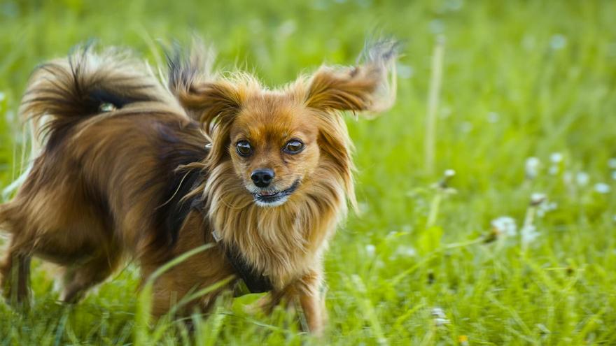 Un pueblo de Castellón inicia las obras de un nuevo parque canino