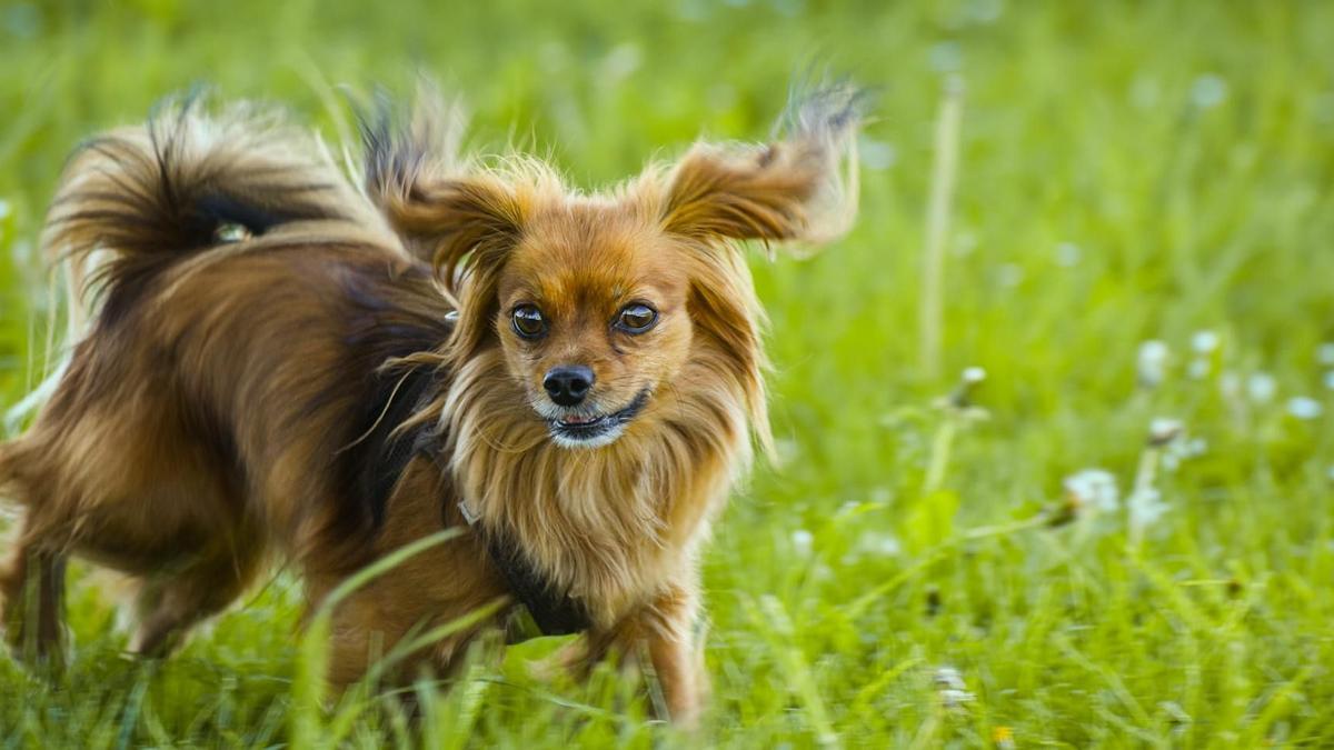 Un perro jugando en el campo.