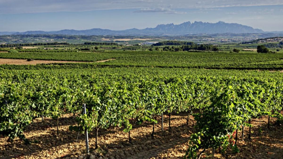 Viñedos en el Penedès, con Montserrat de fondo