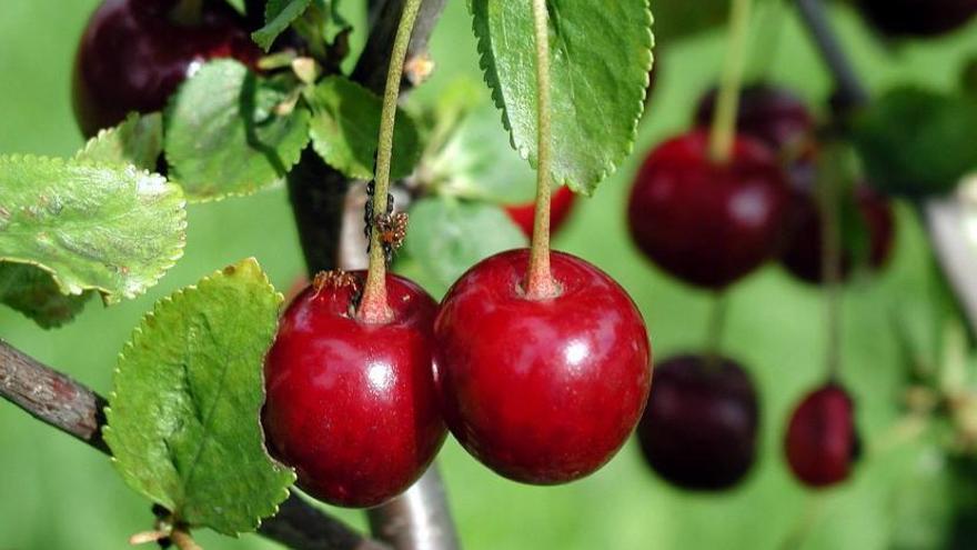 Correos lanza una nueva campaña en Benavente y Toro para el envío de cerezas