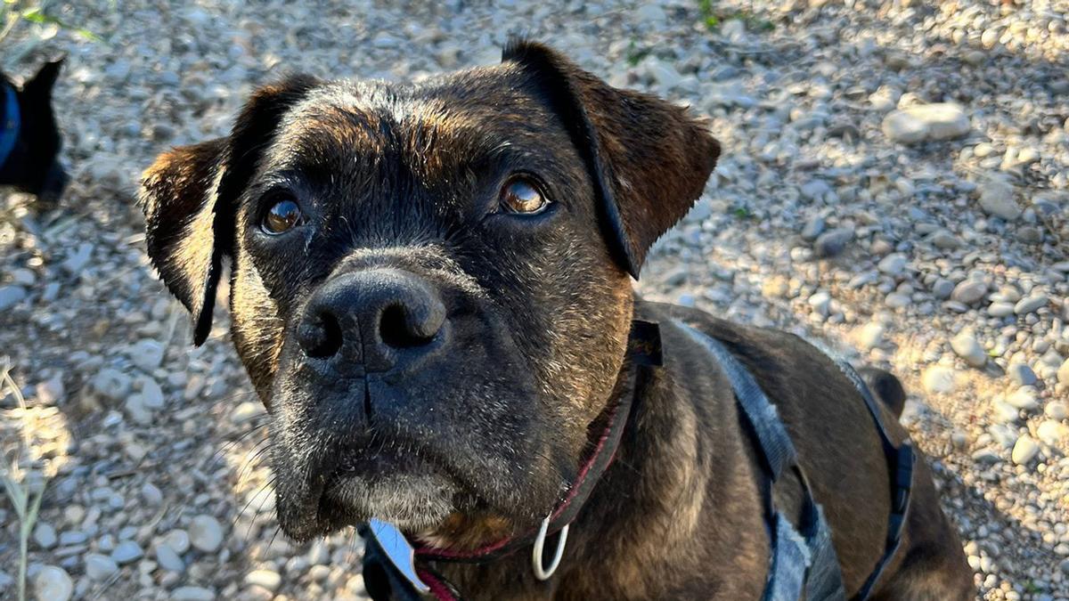 Bella, de 4 años, fue rescatada de la riada por un particular que no pudo hacerse cargo de ella.