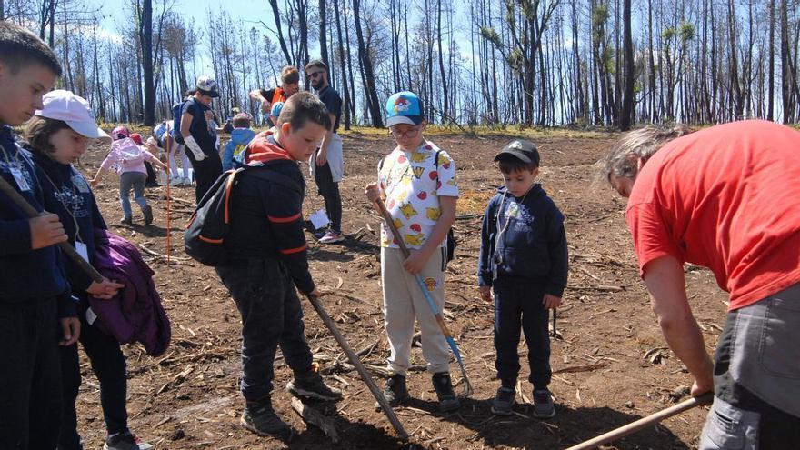 El alumnado de Agolada reforesta con robles una parcela en el monte quemado por el fuego el pasado verano en O Sexo
