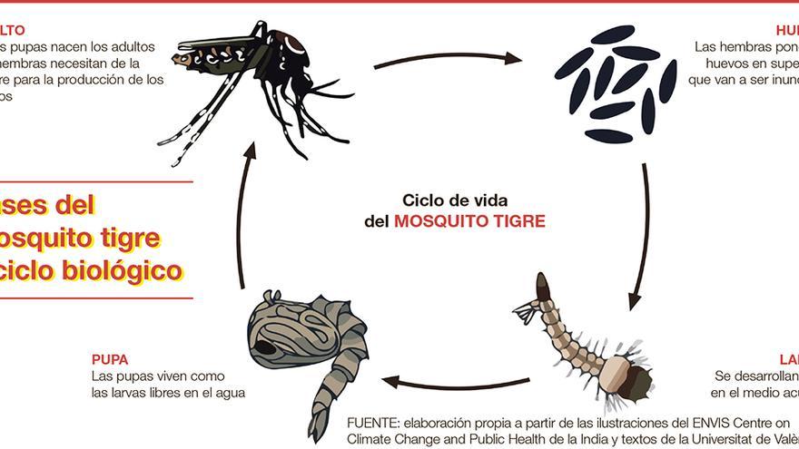 Gráfico sobre la reproducción del mosquito tigre.