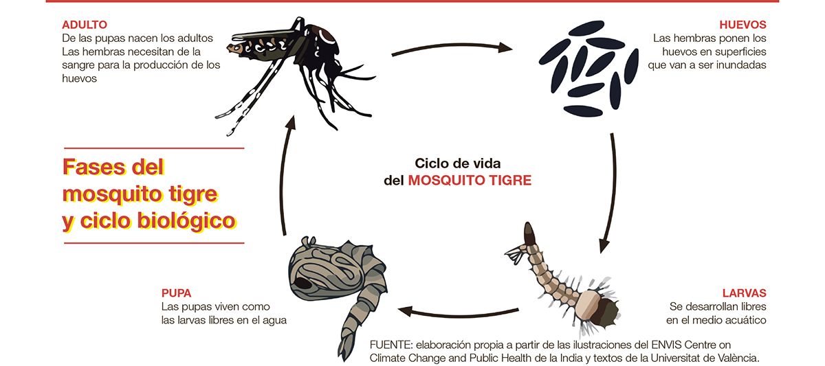Gráfico sobre la reproducción del mosquito tigre.