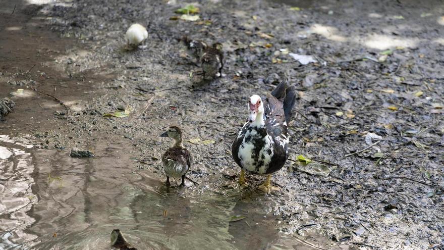El rio Sants, de nuevo seco a su paso por Canals