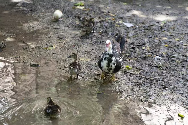 El rio Sants, de nuevo seco a su paso por Canals