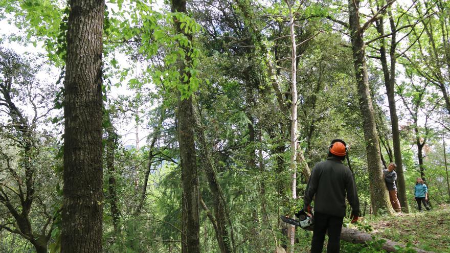 Engeguen una iniciativa pionera a la Vall de Bianya de gestió de boscos per tal d&#039;adaptar-los al canvi climàtic