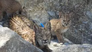 Urtsu vuelve a dar esperanza al lince ibérico con una nueva camada en libertad en Murcia