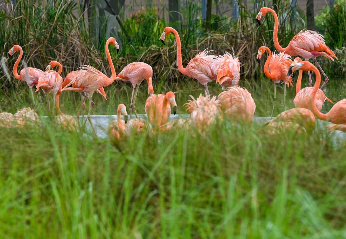 Singapur estrena el parque Paraíso de los pájaros