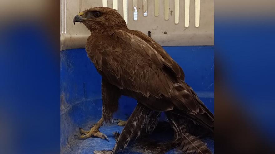 Rescatan un águila ratonera en Vigo que no podía volar