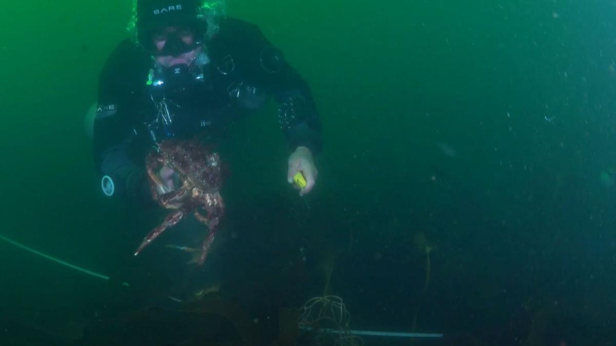 En el olimpo internacional de la pesca submarina - Faro de Vigo