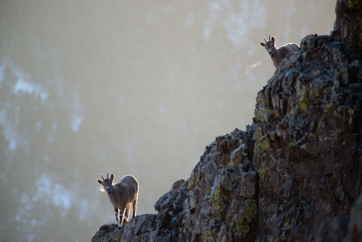 La cabra montesa es uno de los habitantes con mayor presencia en el Torcal de Antequera