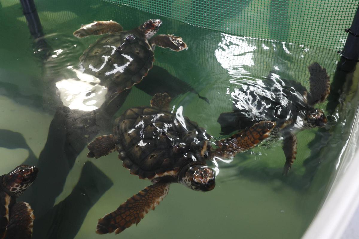 Las tortugas del Acuario de Gijón pegan el estirón