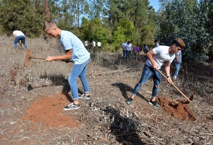 REPOBLACIÓN FORESTAL FONTANALES MOYA