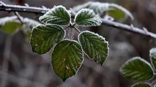 Plantas de exterior: los mejores consejos para protegerlas del frío