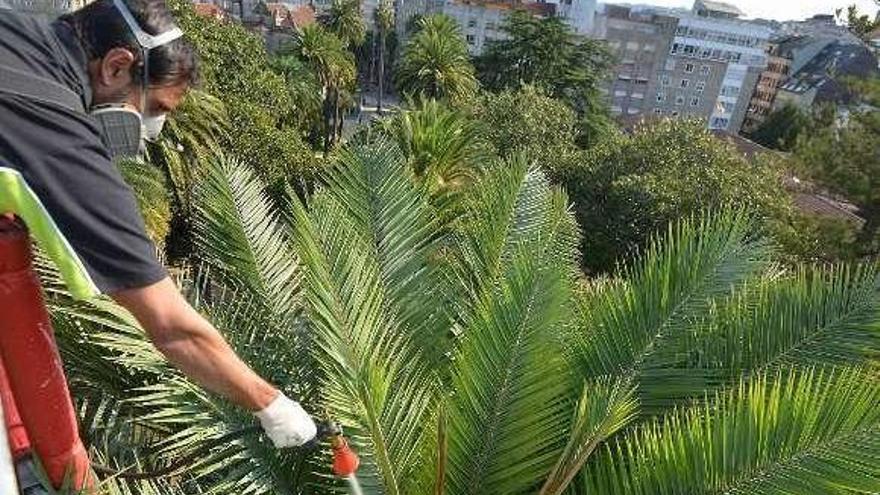 Un operario aplica un producto fitosanitario en Las Palmeras. // G. S.