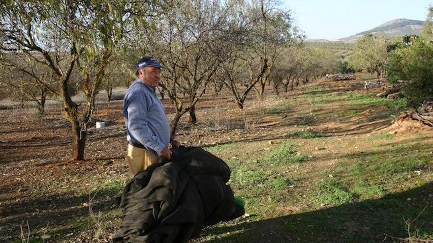 Los agricultores temen que la campaña de aceituna de mesa sea casi nula este año en los terrenos de secano.