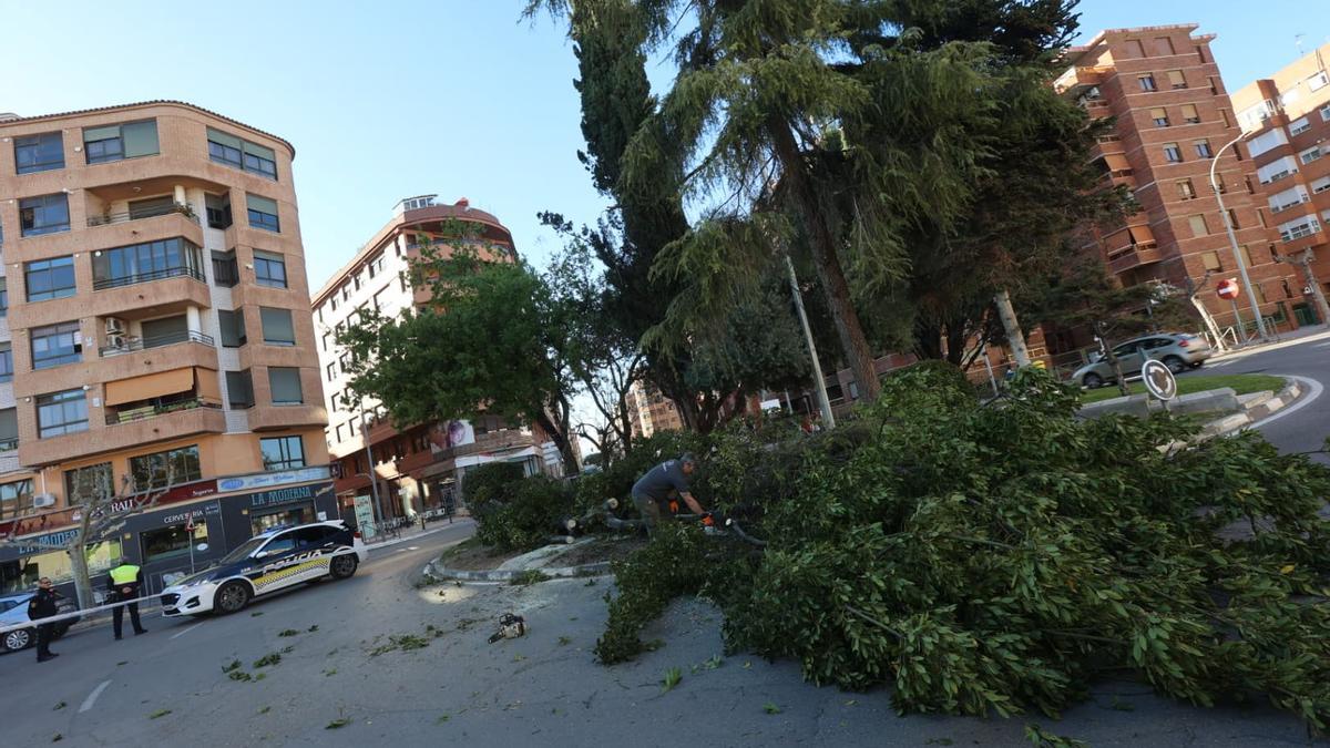 Un árbol de grandes dimensiones ha caído al final de la avenida Tárrega, de Vila-real.