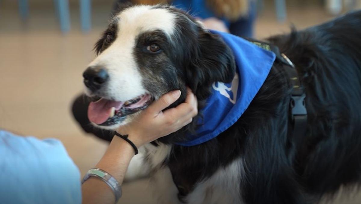 Bruc, un els gosos que participen en lsintervencions assistides