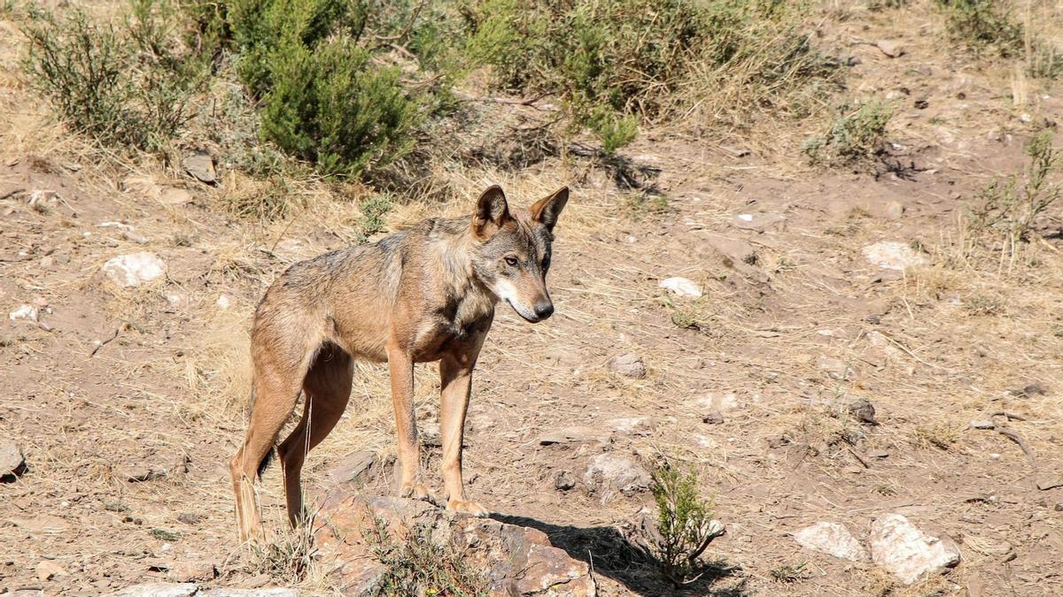 Ejemplar de lobo.