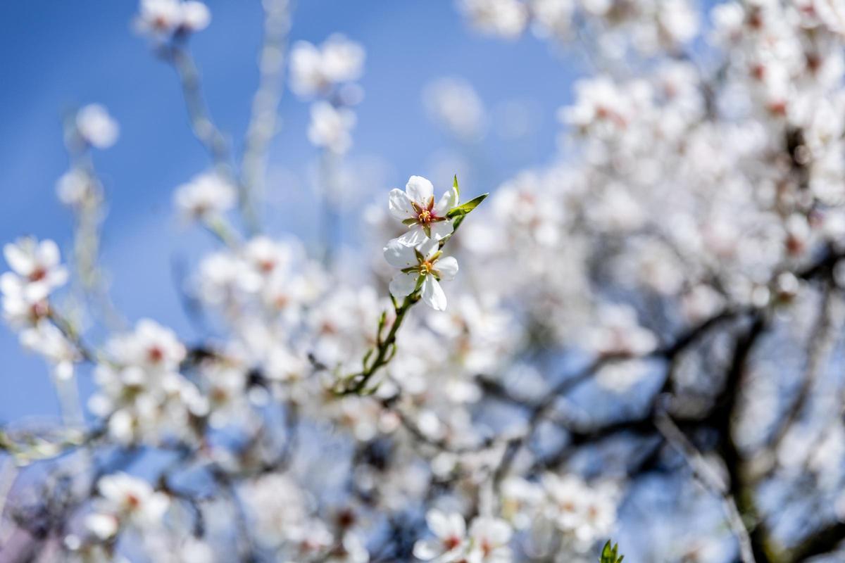 La floración de los cerca de tres mil almendros de la Quinta de los Molinos, en Madrid, vuelve a señalar la llegada de la primavera.