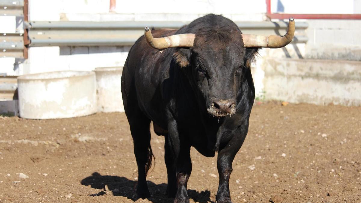 Un toro de Fuente Ymbro para la semana taurina de Segorbe - El Periódico  Mediterráneo