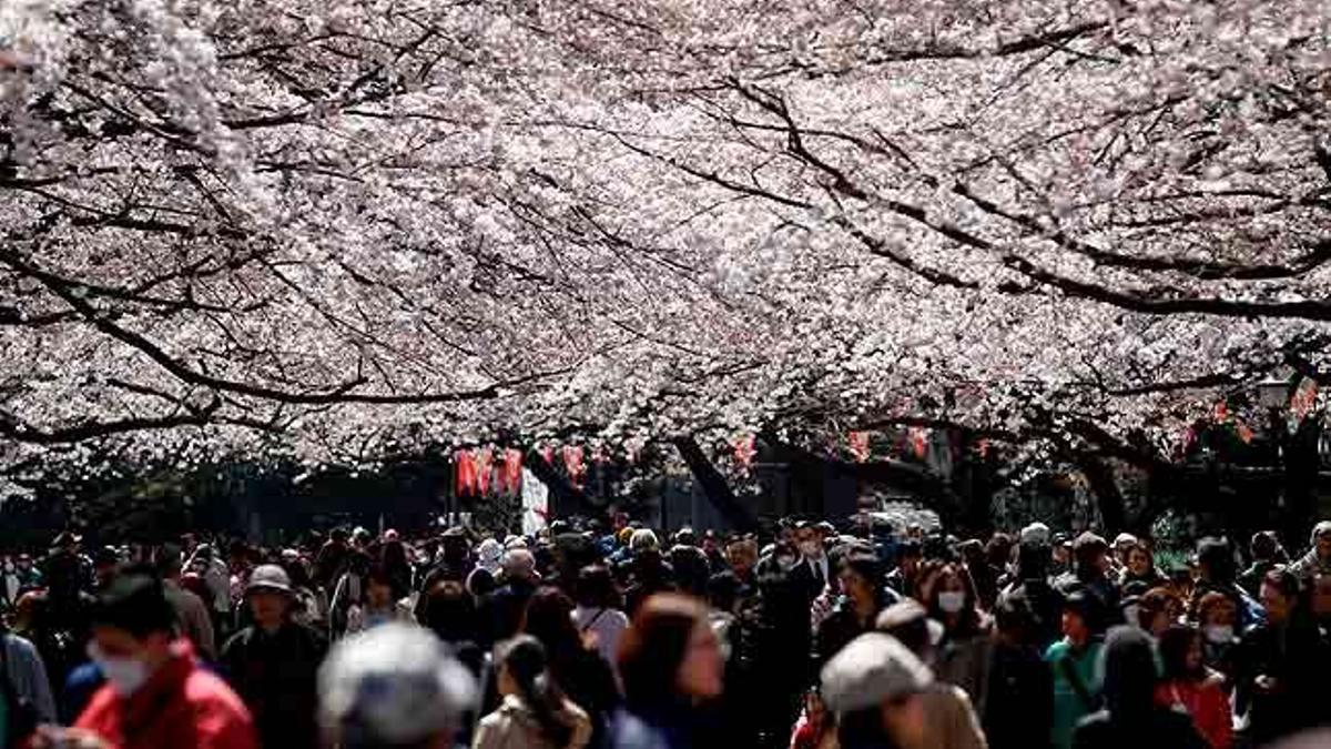 Una multitud pasea bajo los cerezos en flor en el parque de Ueno en el centro de Tokio (Japón). Durante la actual época del &quot;sakura&quot;, los japoneses celebran el tradicional &quot;Hanami&quot;, picnics festivos propios de estos días. Una tradición que el gobierno de Tokio ha pedido que los japoneses se abstengan de celebrar, con motivo del terremoto del pasado 11 de marzo.