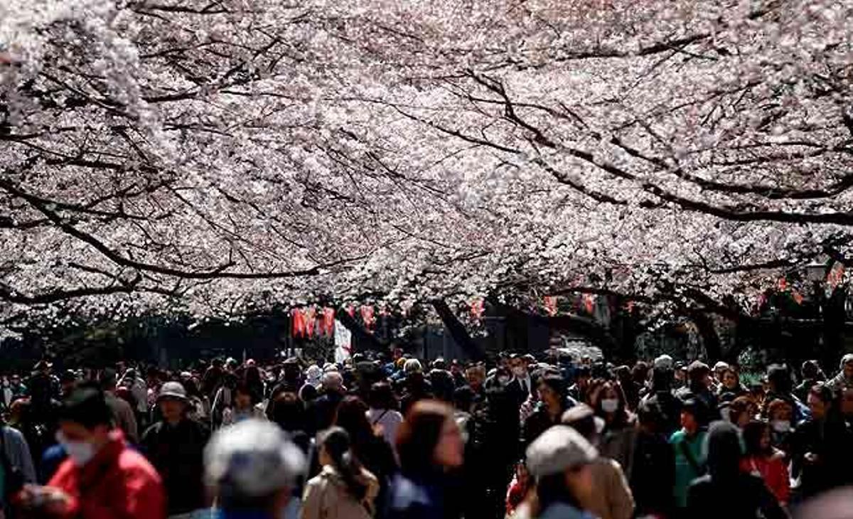 Una multitud passeja sota els cirerers en flor en el parc de Ueno al centre de Tòquio (Japó). Durant l’actual època del sakura, els japonesos celebren el tradicional Hanami, picnics festius propis d’aquests dies. Una tradició que el govern de Tòquio ha demanat que els japonesos s’abstinguin de celebrar, amb motiu del terratrèmol de l’11 de març passat.