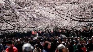 Una multitud pasea bajo los cerezos en flor en el parque de Ueno en el centro de Tokio (Japón). Durante la actual época del sakura, los japoneses celebran el tradicional Hanami, picnics festivos propios de estos días. Una tradición que el gobierno de Tokio ha pedido que los japoneses se abstengan de celebrar, con motivo del terremoto del pasado 11 de marzo.
