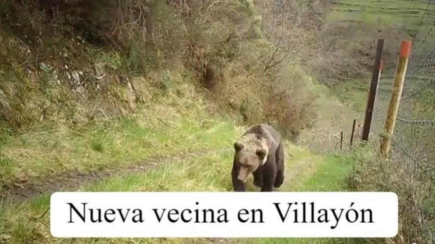 Las llamativas imágenes de una osa paseando en Villayón: &quot;Tenemos nueva vecina&quot;