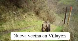 Las llamativas imágenes de una osa paseando en Villayón: "Tenemos nueva vecina"