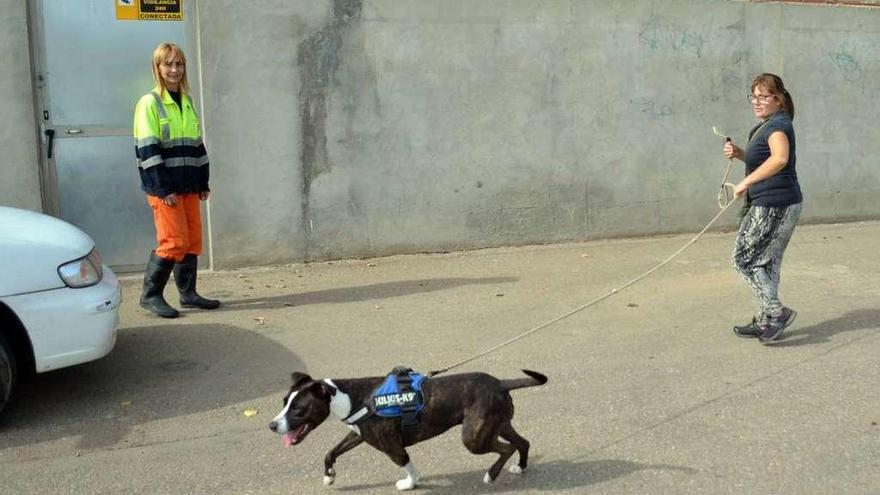 Uno de los canes acogidos en la perrera regresa al centro municipal tras un paseo con la cuidadora.