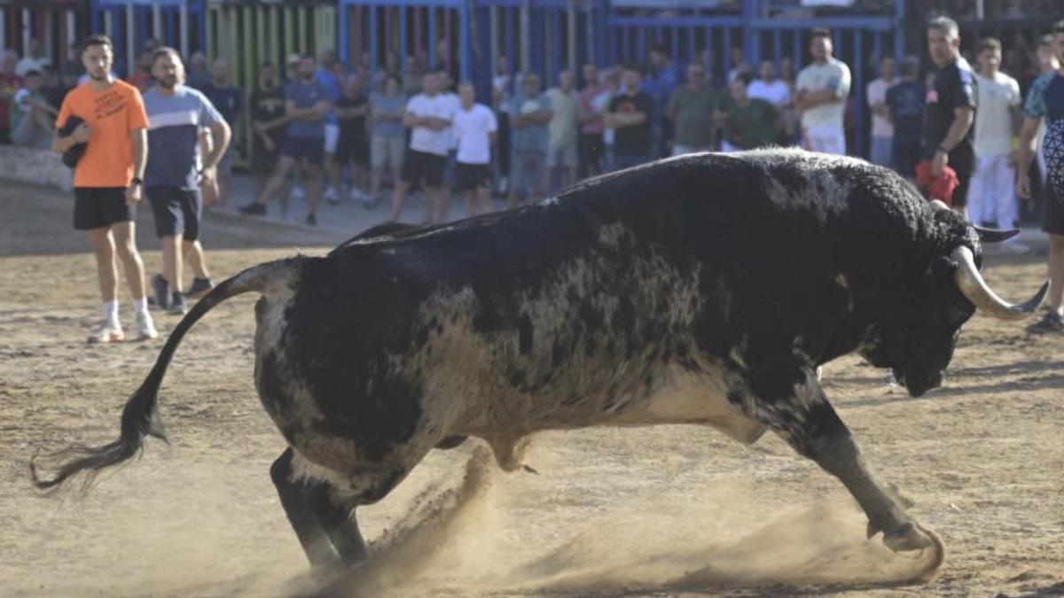 Uno de los toros de Espartaco que han corrido el encierro de les Penyes en Festes durante su exhibición posterior en la plaza.