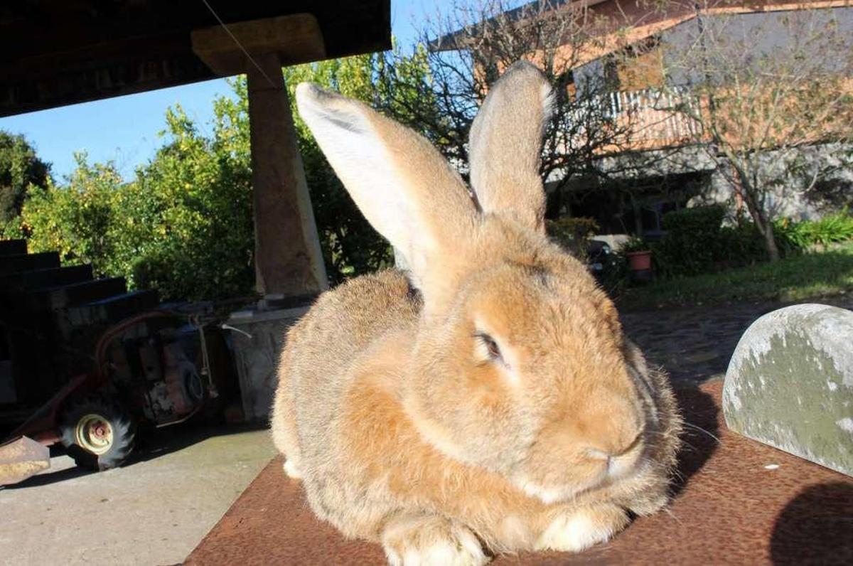Uno de los conejos ganadores.