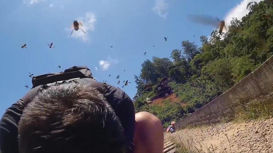 El angustioso vídeo del ataque de cientos de abejas gigantes a una pareja