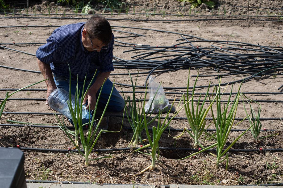 GALERÍA | Huertos municipales en Zamora: Creando comunidad entre tomates y cebollas