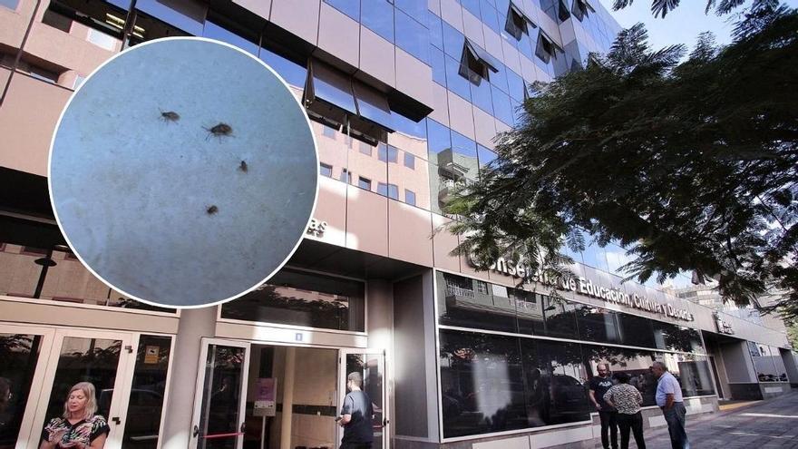 Una plaga de insectos obliga a desalojar el Edificio de Usos Múltiples III en Tenerife