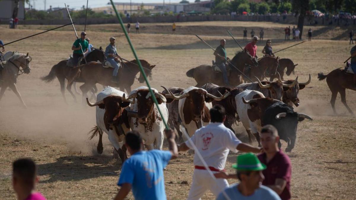 La manada llega a la línea de espante. | Ana R. Burrieza