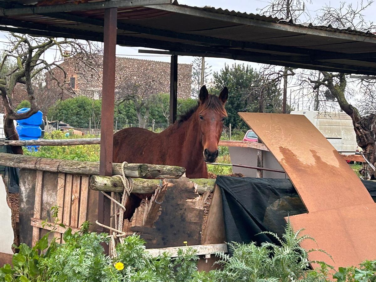 Denuncian el poco espacio de las cuadras donde viven los caballos