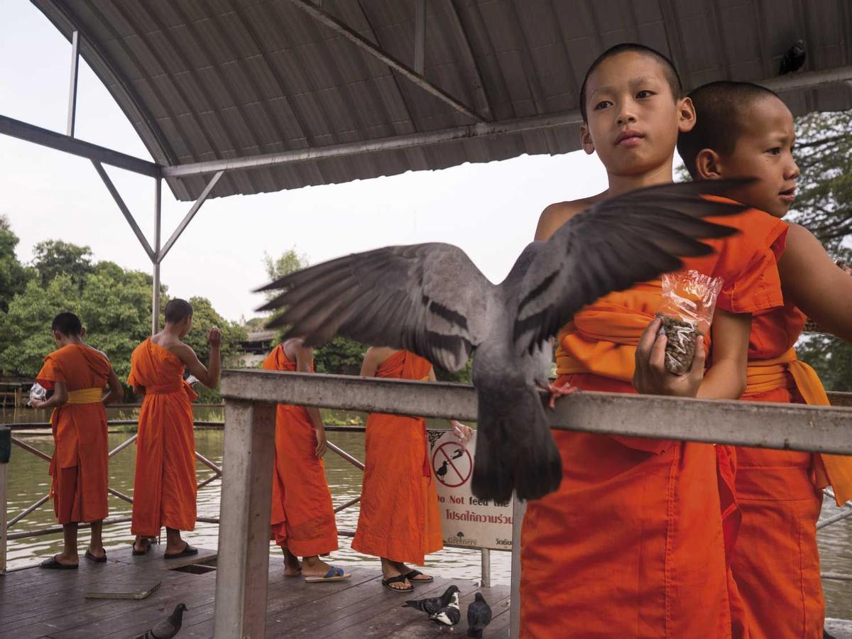 Jóvenes monjes en Chiang Mai