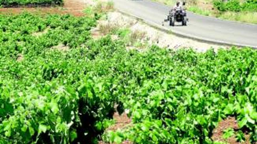 Agricultores de Almendralejo piden convertir en regadío unas 7.000 hectáreas