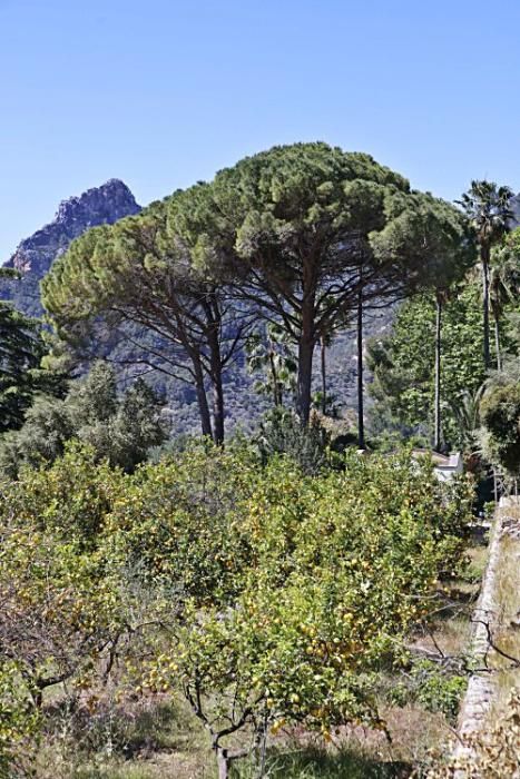 Die Kunsthistorikerin Júlia Ramon erklärt auf einem Rundgang durch die Jardins d’Alfàbia, aus welcher Zeit die Allee, die Wasserspiele und die Bäume stammen