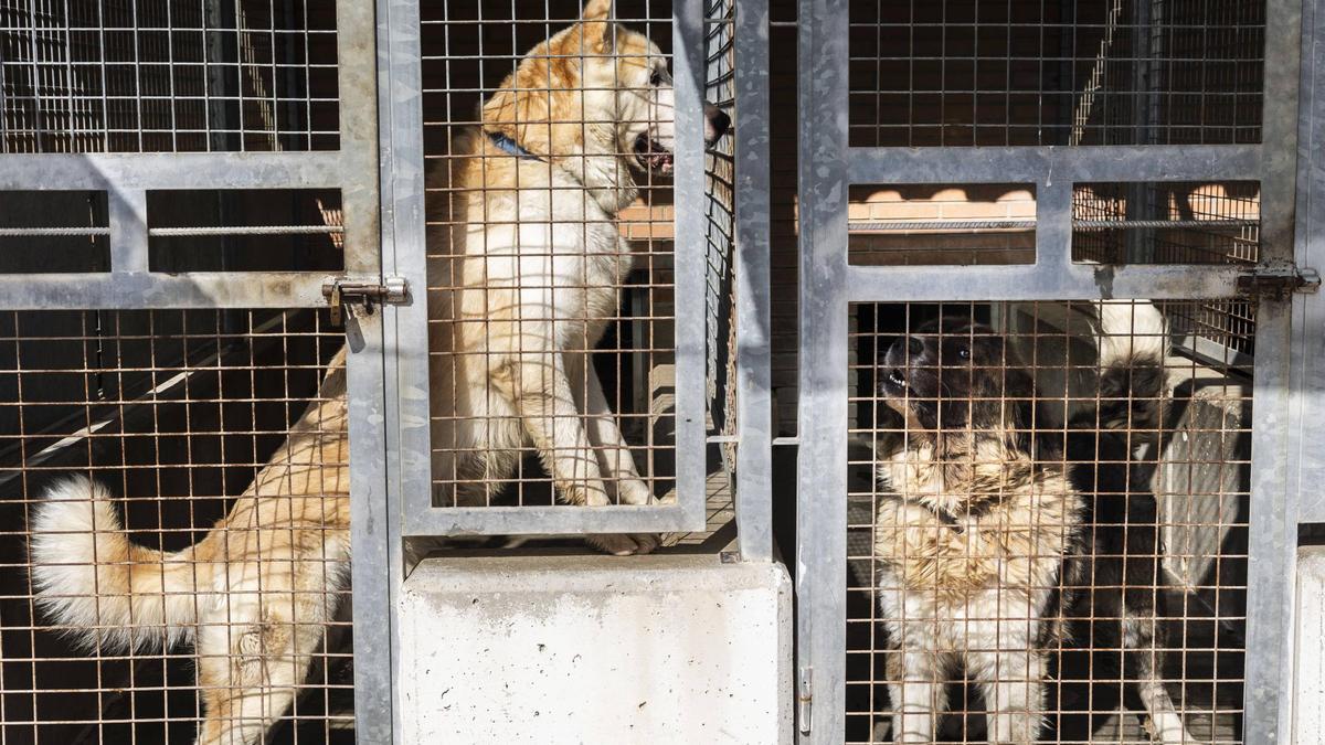 Dos perros en las instalaciones del refugio de animales de Benimàmet en una imagen de archivo